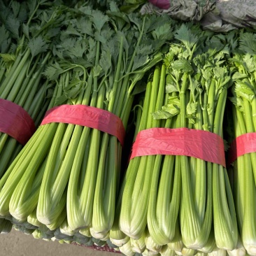 推荐，河北邯郸精品芹菜，量大从优