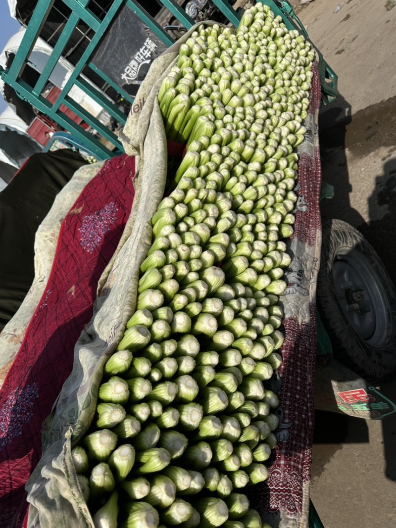 推荐，河北邯郸精品芹菜，量大从优