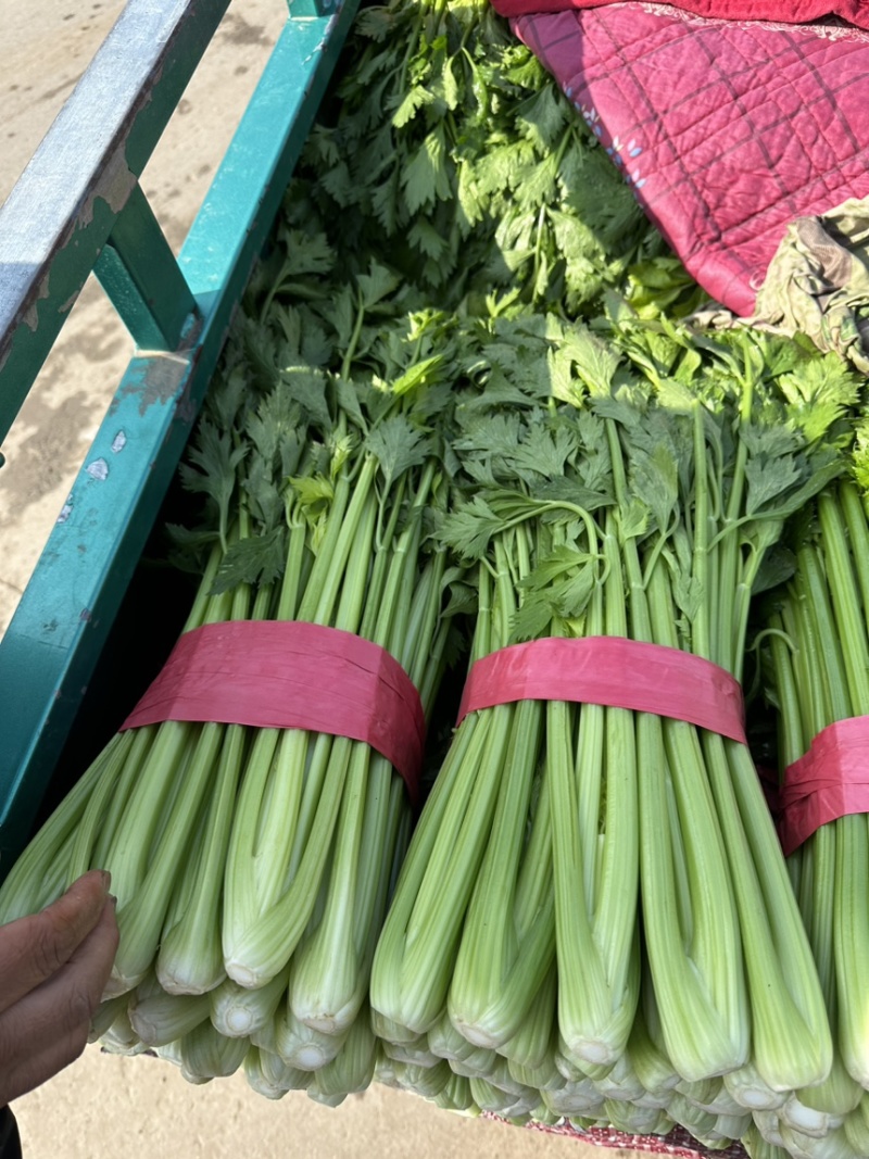 推荐，河北邯郸精品芹菜，量大从优