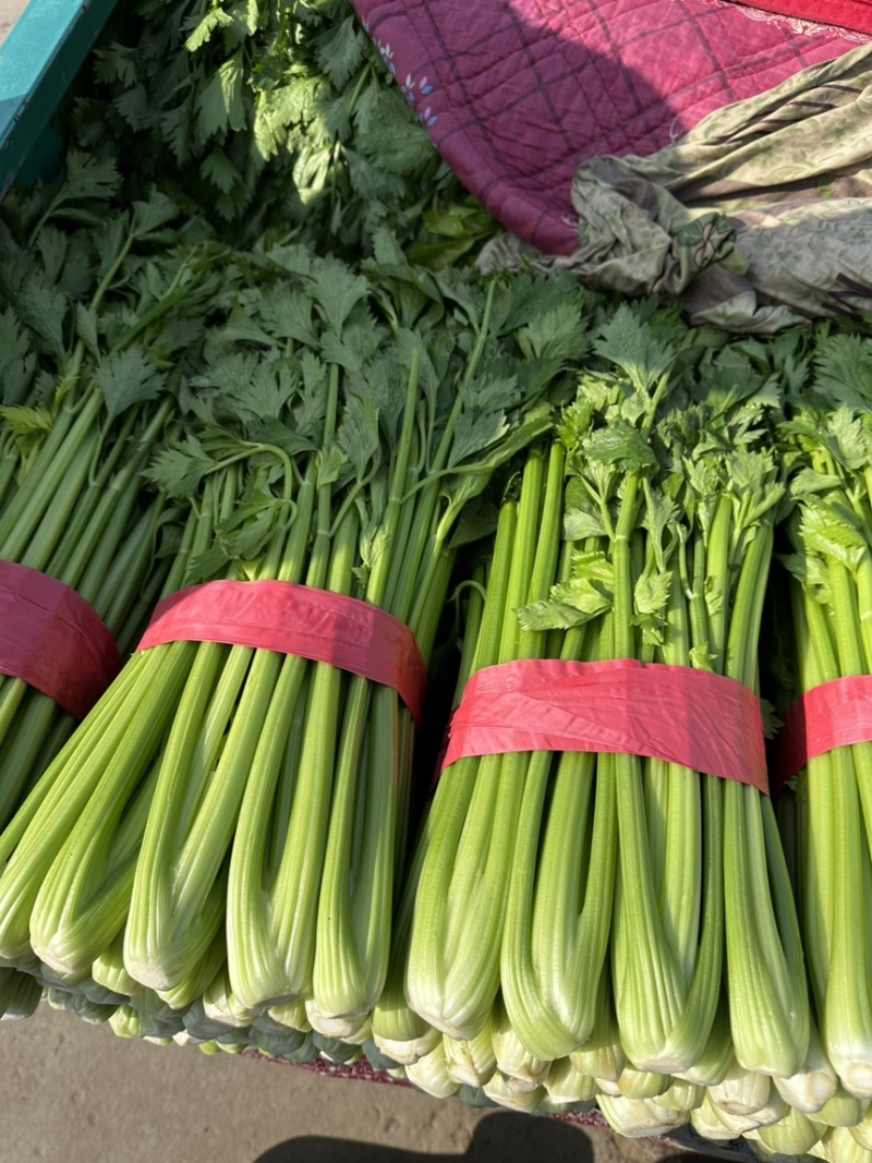 推荐，河北邯郸精品芹菜，量大从优