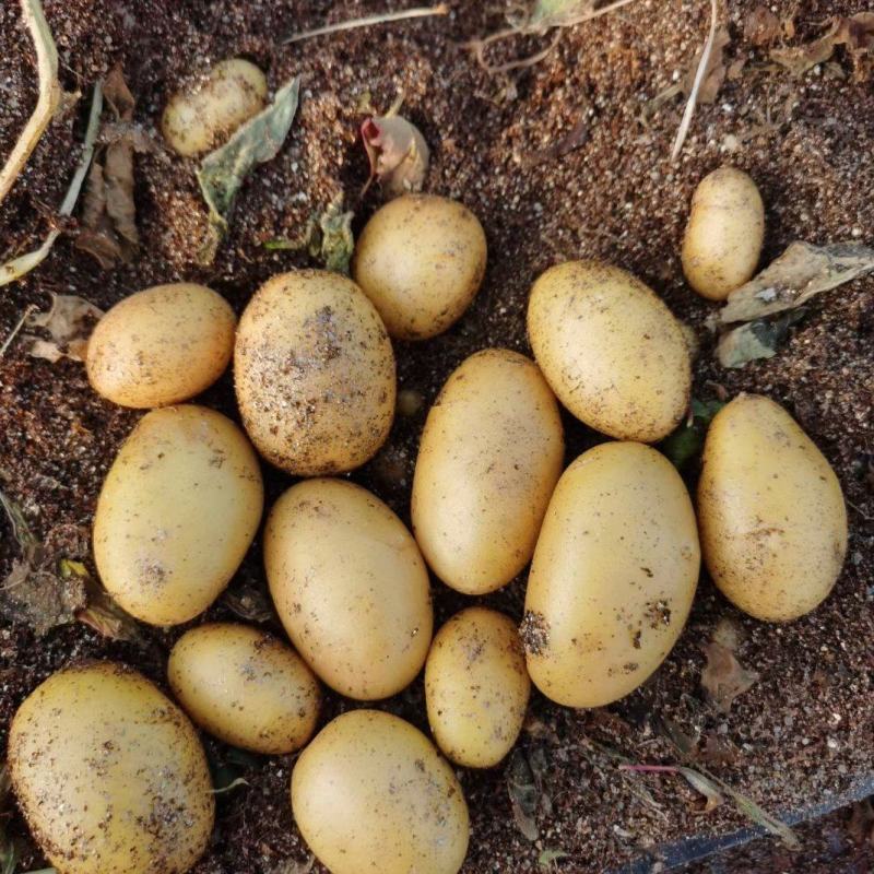 脱毒马铃薯原原种微型薯土豆种子V7沃土5号希森6号实验一