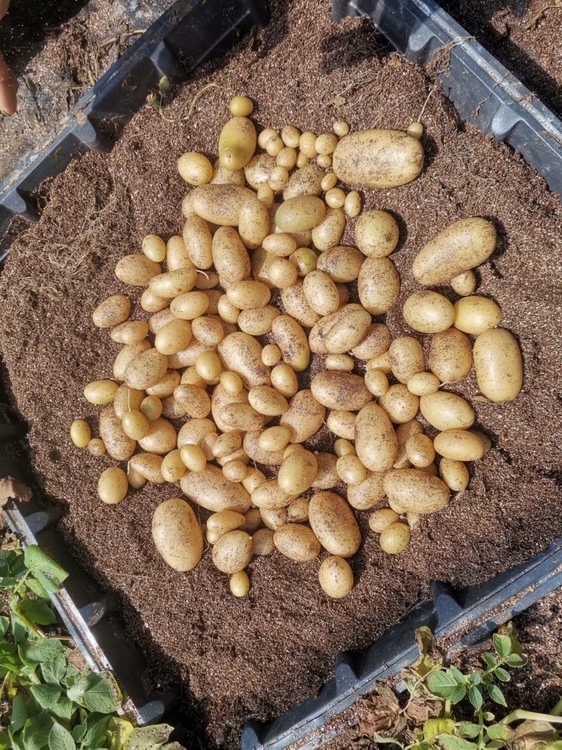 脱毒马铃薯原原种微型薯土豆种子V7沃土5号希森6号实验一