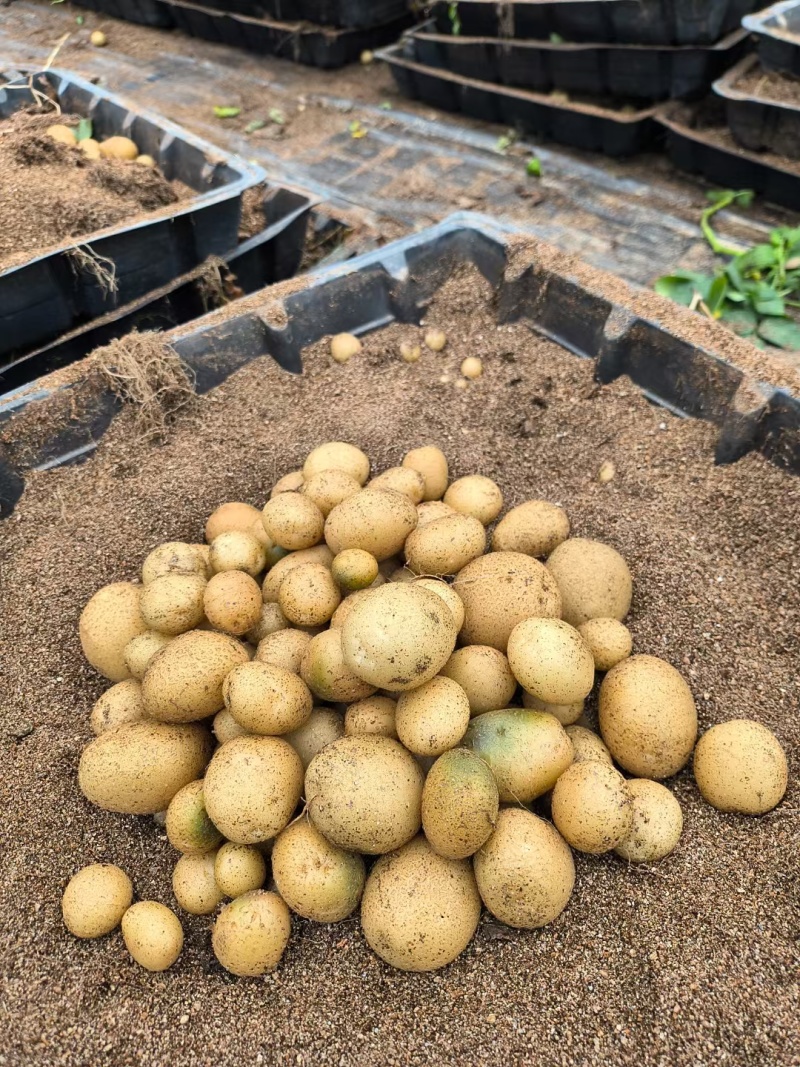 脱毒马铃薯原原种微型薯土豆种子V7沃土5号希森6号实验一