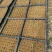 脱毒马铃薯原原种微型薯土豆种子V7沃土5号希森6号实验一