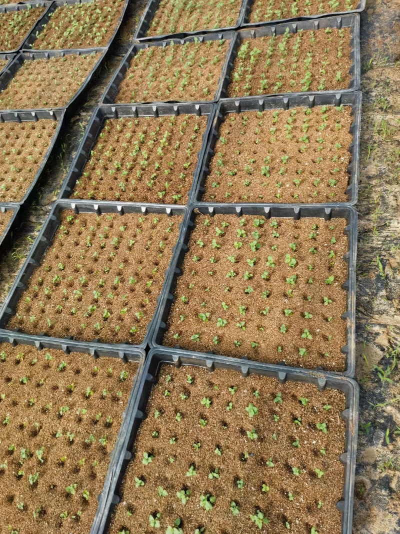 脱毒马铃薯原原种微型薯土豆种子V7沃土5号希森6号实验一