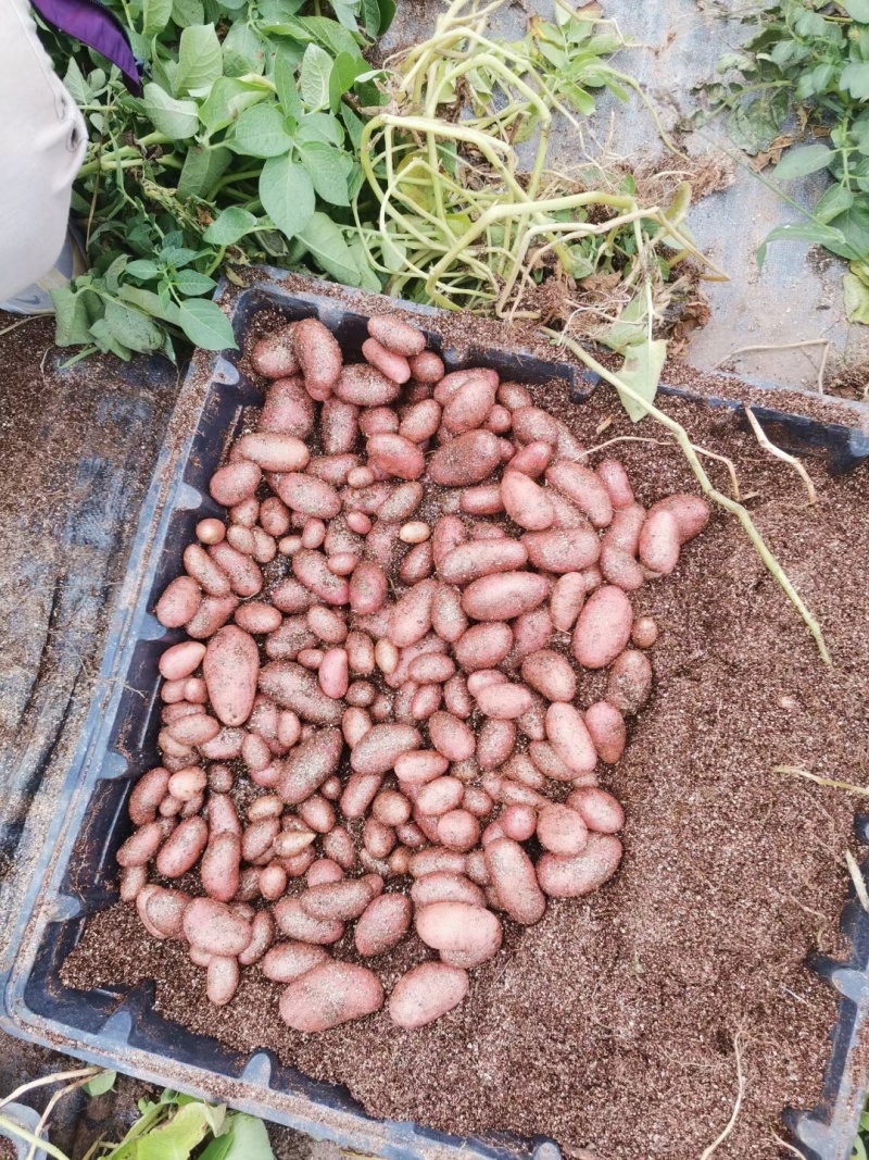 脱毒马铃薯原原种微型薯土豆种子V7沃土5号希森6号实验一