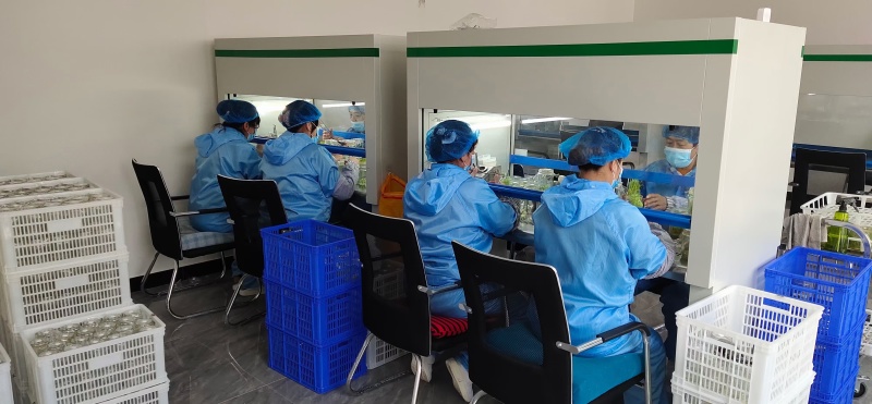 脱毒马铃薯原原种微型薯土豆种子V7沃土5号希森6号实验一