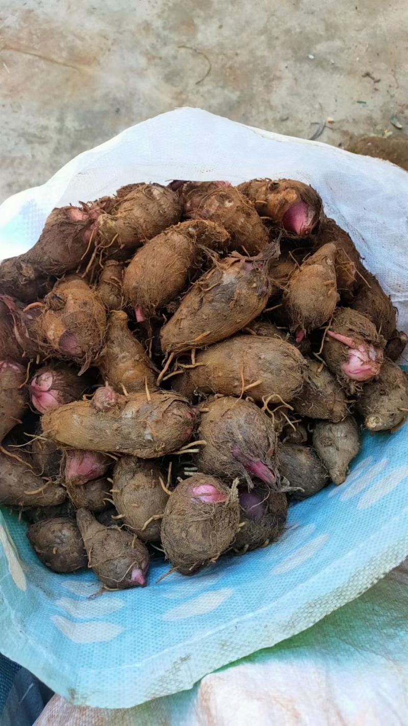 高山红芽芋红嘴芋芋头大量上货需要的老板客商联系