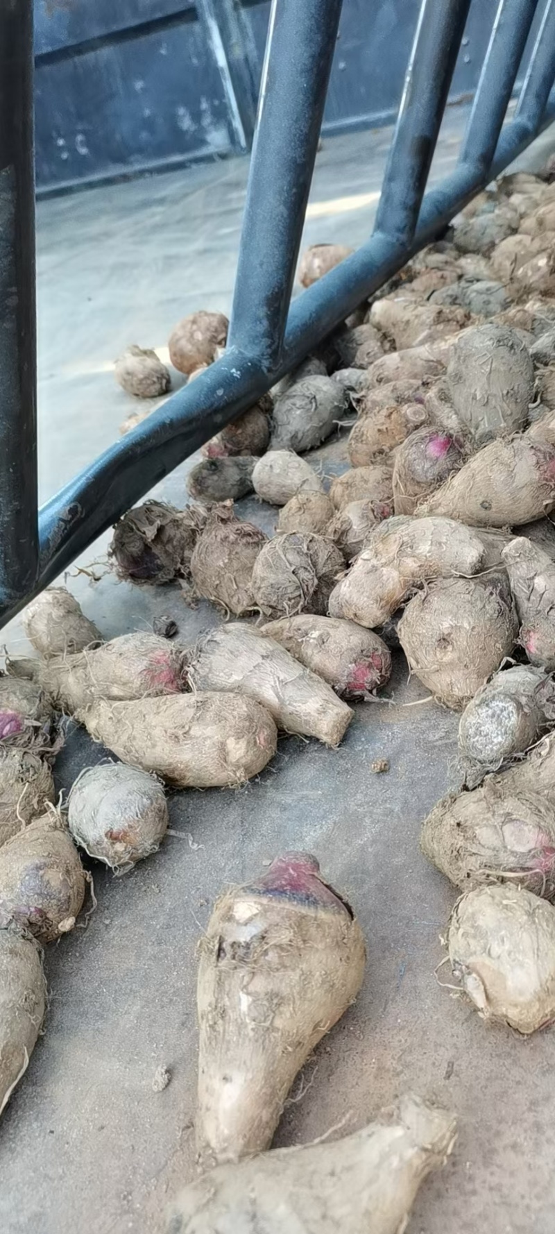 高山红芽芋红嘴芋芋头大量上货需要的老板客商联系