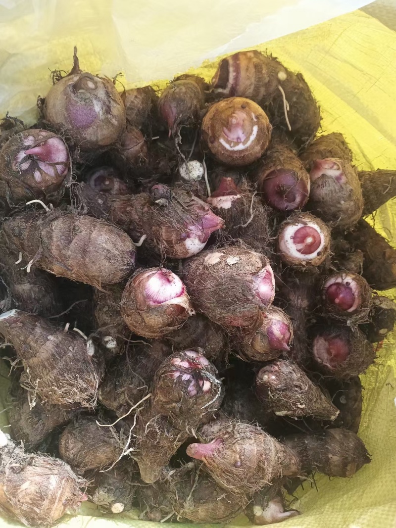 高山红芽芋红嘴芋芋头大量上货需要的老板客商联系