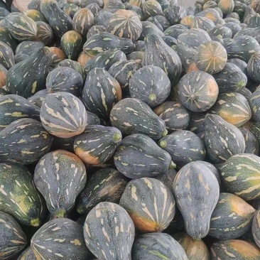 香芋南瓜大量上市，货源充足，质量稳定，价格便宜