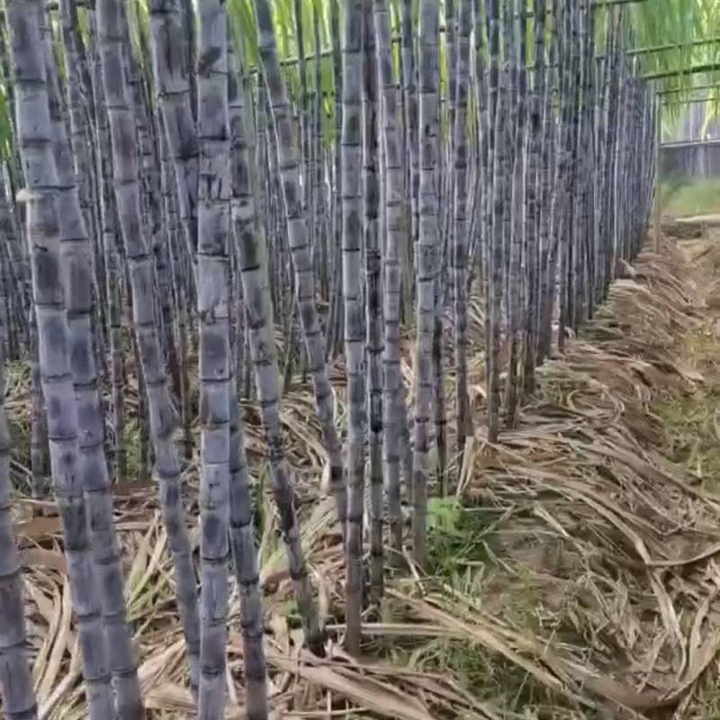 翁英两县黑皮甘蔗大量上市现货可对接电商商超大宗批发