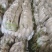 白萝卜大量供应质优价廉