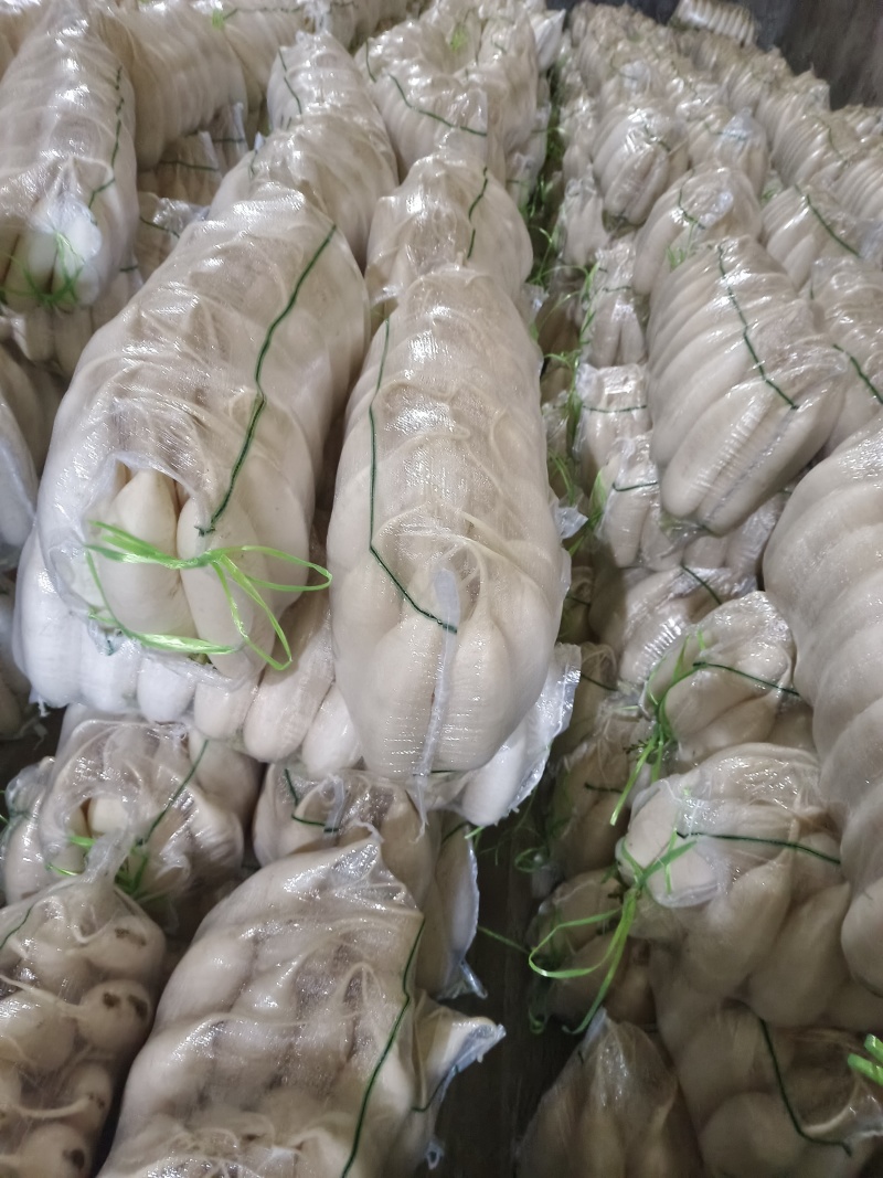 白萝卜大量供应质优价廉