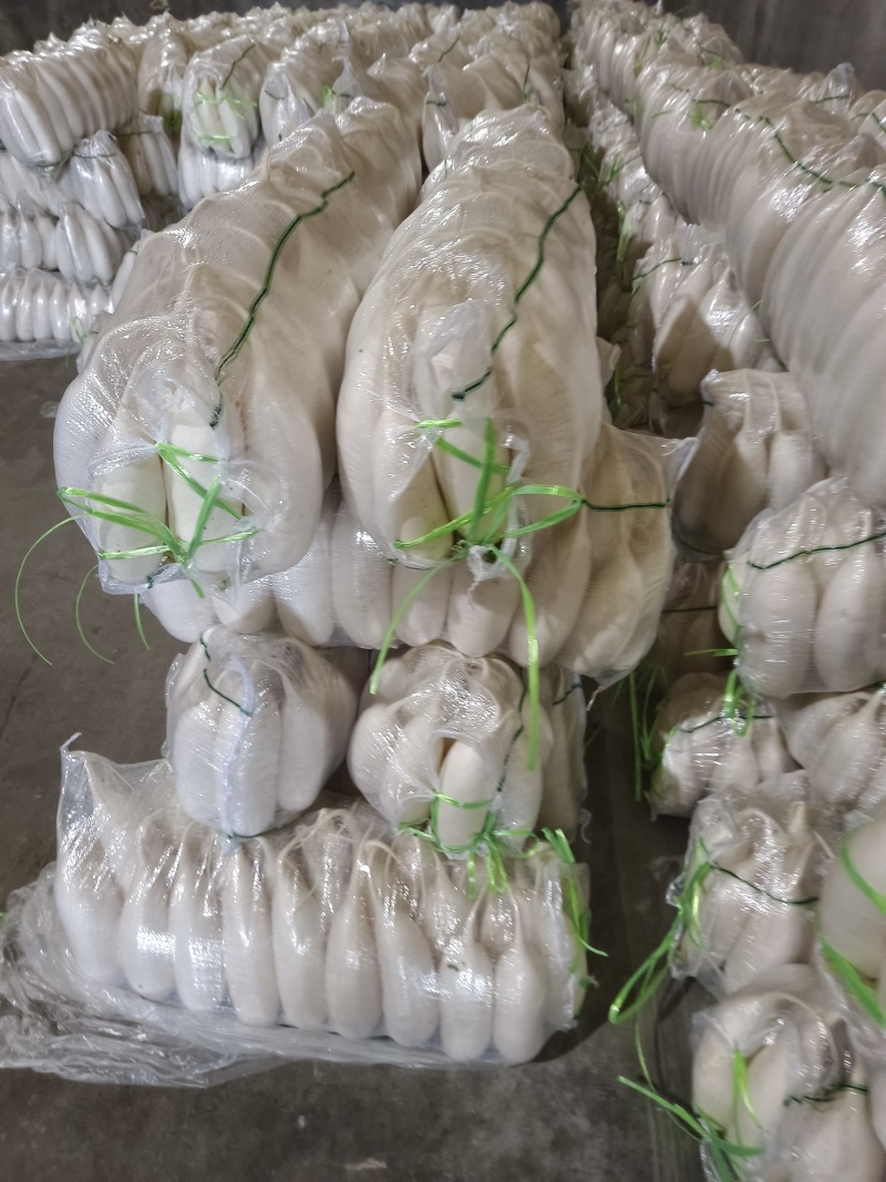 白萝卜大量供应质优价廉