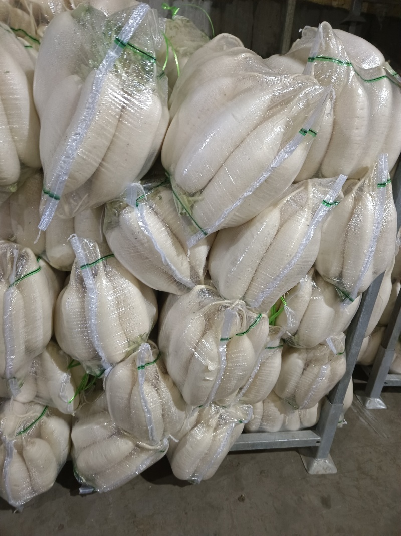 白萝卜大量供应质优价廉