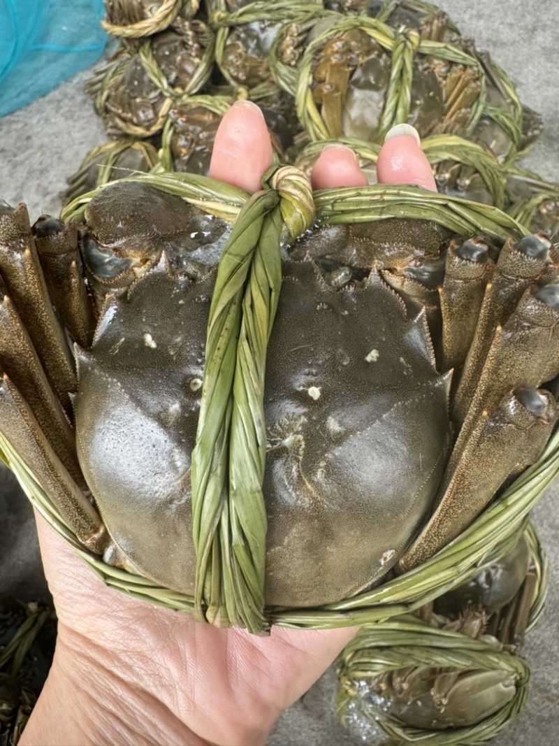 大闸蟹礼盒装新鲜供应视频看货规格种类齐全