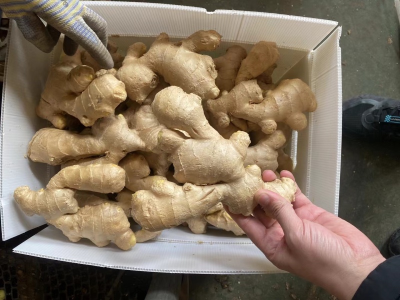 供应-(沙土/水洗/烘干姜)电商/出口/市场/食品加工厂