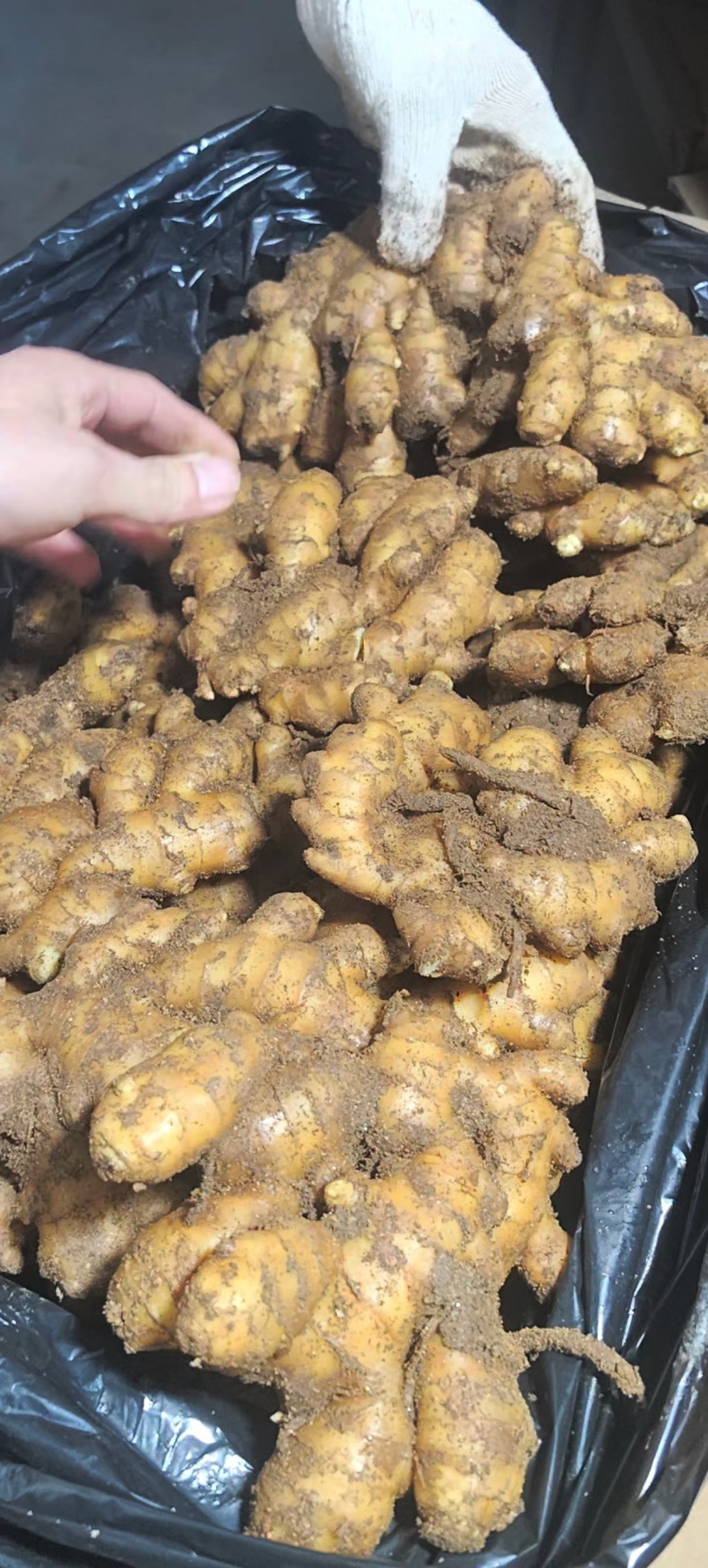 供应-(沙土/水洗/烘干姜)电商/出口/市场/食品加工厂