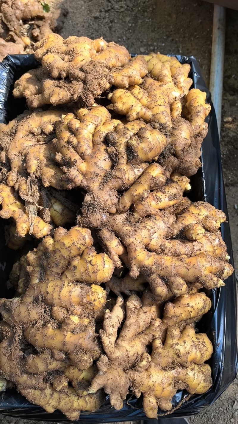供应-(沙土/水洗/烘干姜)电商/出口/市场/食品加工厂