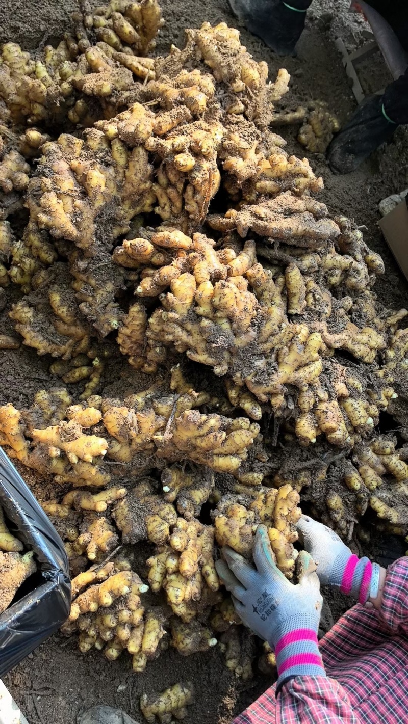 供应-(沙土/水洗/烘干姜)电商/出口/市场/食品加工厂