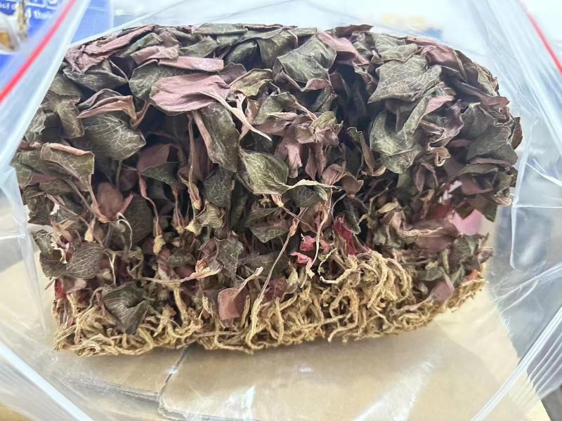 金线莲优质正品全国发货可视频看货