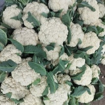蔬菜原产地青梗白面有机花菜大量上市中，货源充足，代发全国
