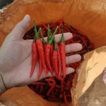 云南精品小米椒小米辣电商货市场货大量有货需要的老板