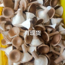 新鲜采摘，优质蘑菇，健康美味，**特惠！