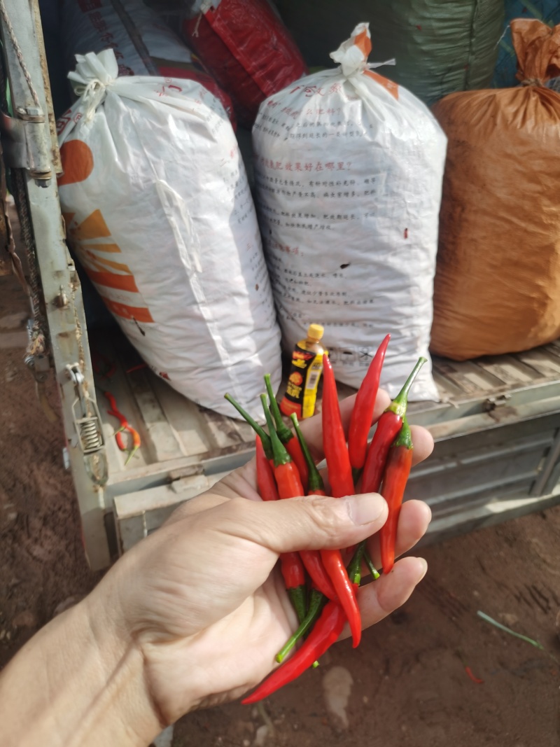 云南精品小米椒小米辣电商货市场货大量有货需要的老板