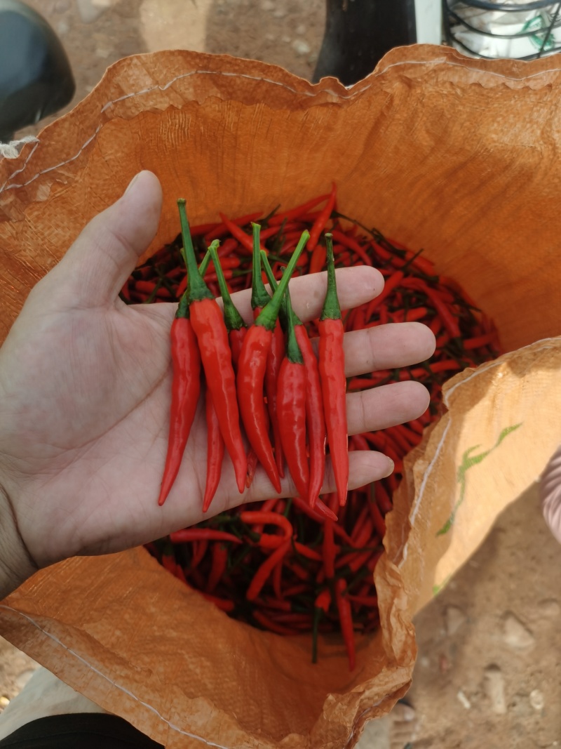 云南精品小米椒小米辣电商货市场货大量有货需要的老板