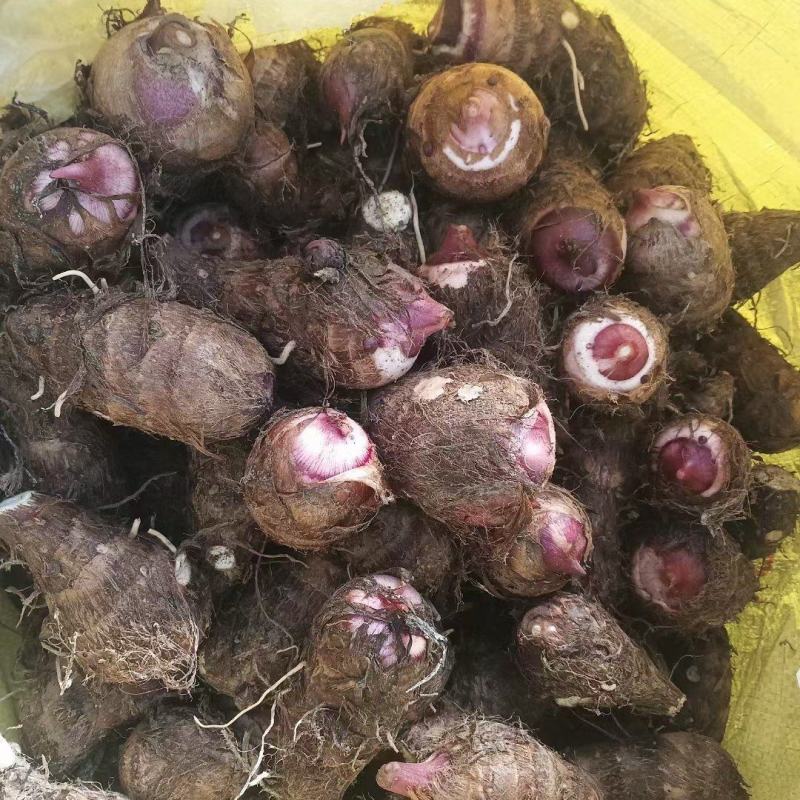 四川高山红嘴芋头红芽芋软糯香甜大量出货质量保证