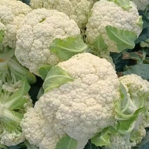 云南陆地花菜白花菜松花大量有货需要的联系