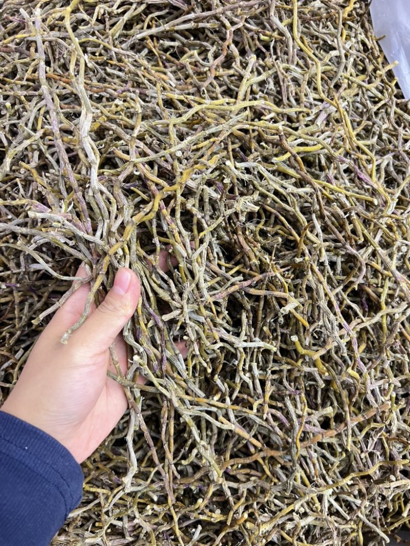 铁皮石斛干条，现货100斤，欢迎大家采购，量大价优