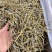 铁皮石斛干条，现货100斤，欢迎大家采购，量大价优