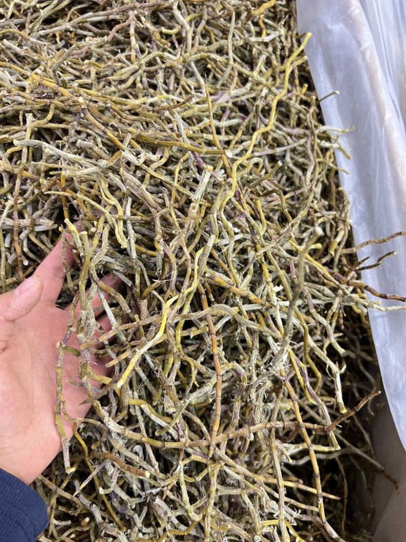 铁皮石斛干条，现货100斤，欢迎大家采购，量大价优