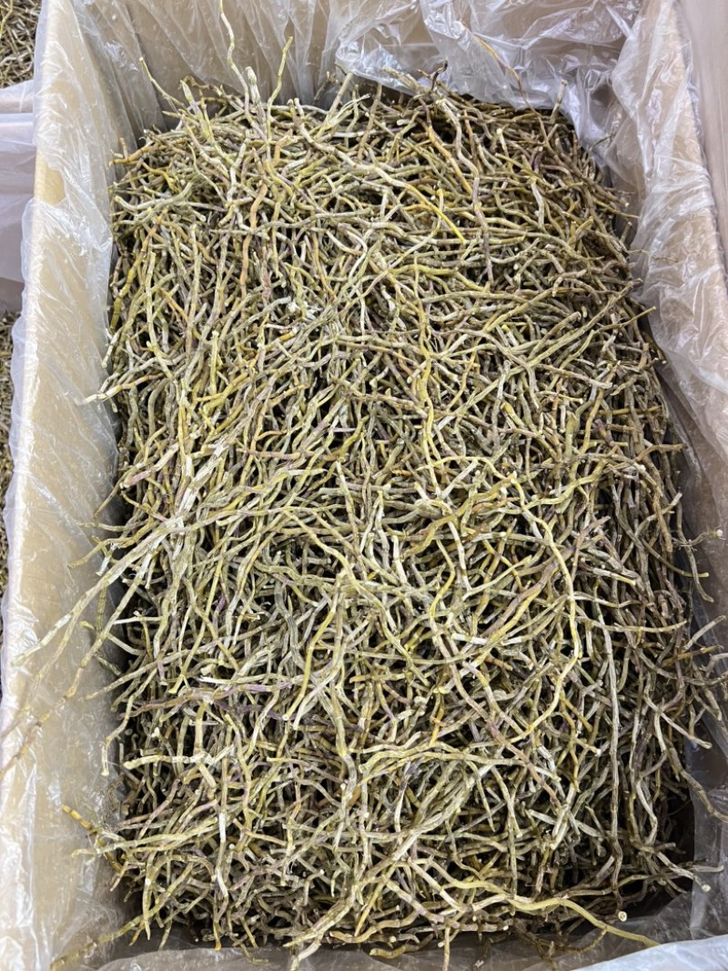 铁皮石斛干条，现货100斤，欢迎大家采购，量大价优