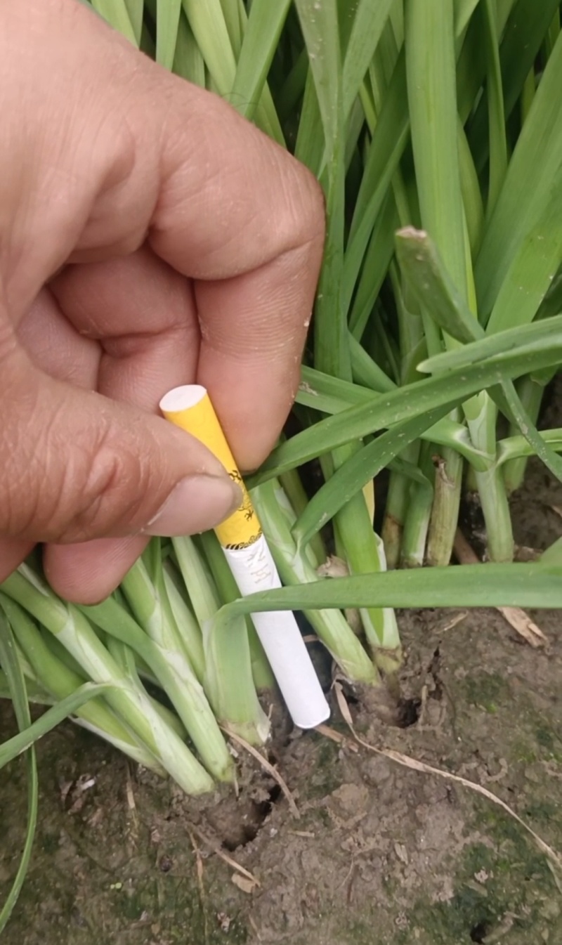 新根移栽精品头刀，二刀