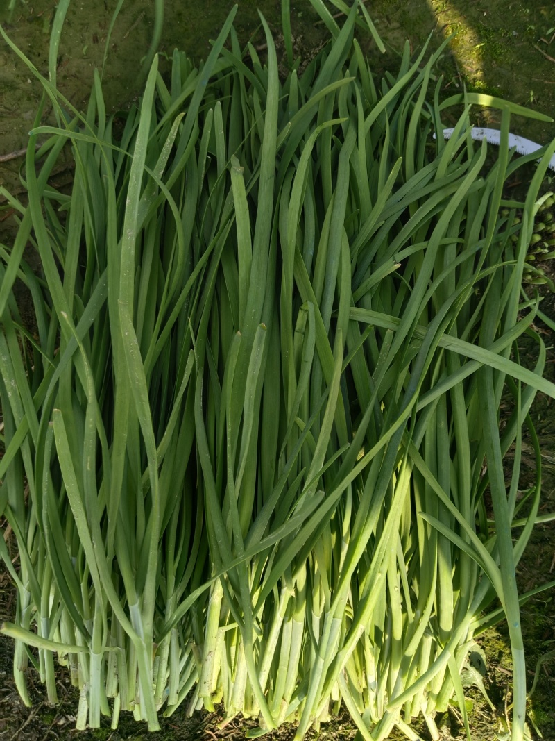 新根移栽精品头刀，二刀
