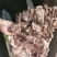 熟羊肉，带皮熟羊肉，牧区红，草原红，纯干货，出成高
