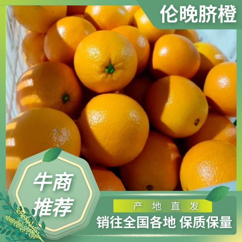 伦晚脐橙春橙入口细腻无渣个头大质量保证欢迎来电咨询