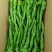 螺丝椒大量上市产地直发一手货源全国供货欢迎来电