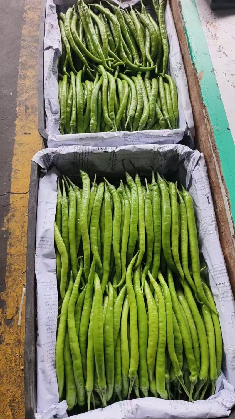 线椒大量上市产地直发一手货源全国供货欢迎来电