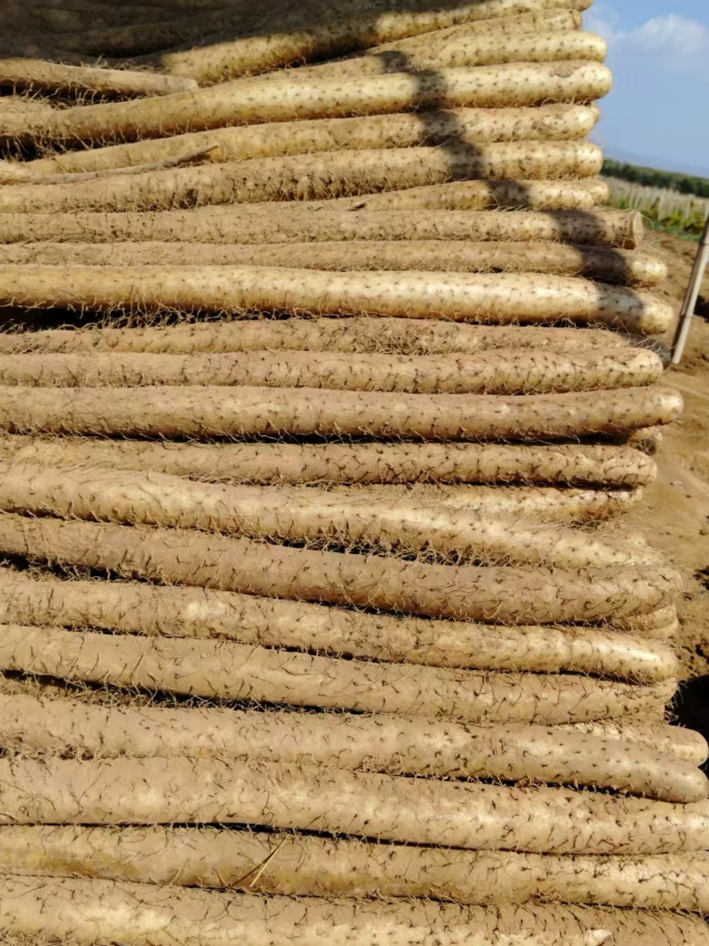 白玉山药大量上市规格齐全现挖现发质量保证