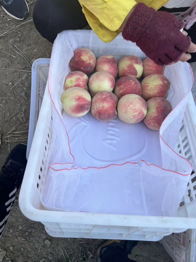 金秋红蜜