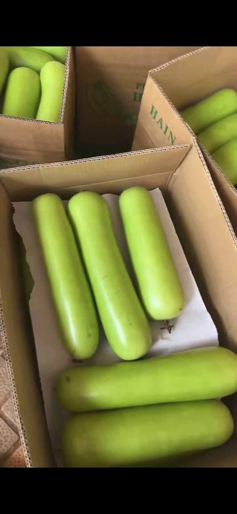 瓠子大量上市产地直发一手货源全国供货欢迎来电