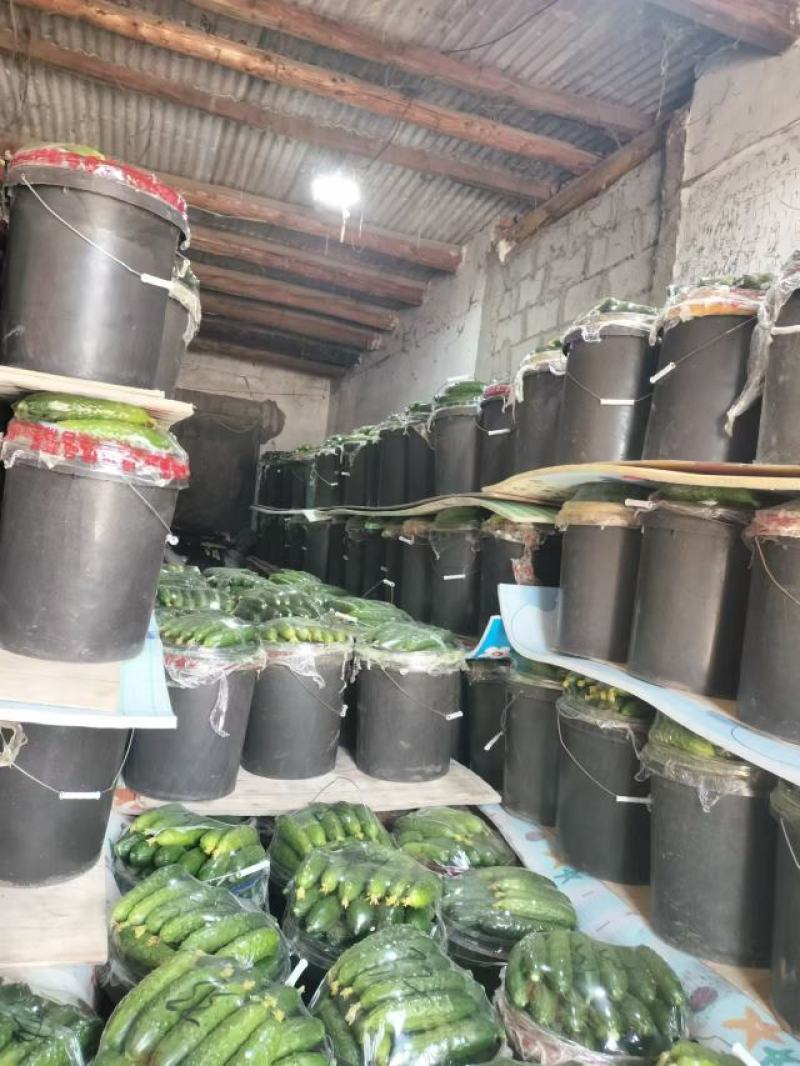 你好老板，我是葫芦岛绥中旱黄瓜产地代办，我叫姚萍，我这里