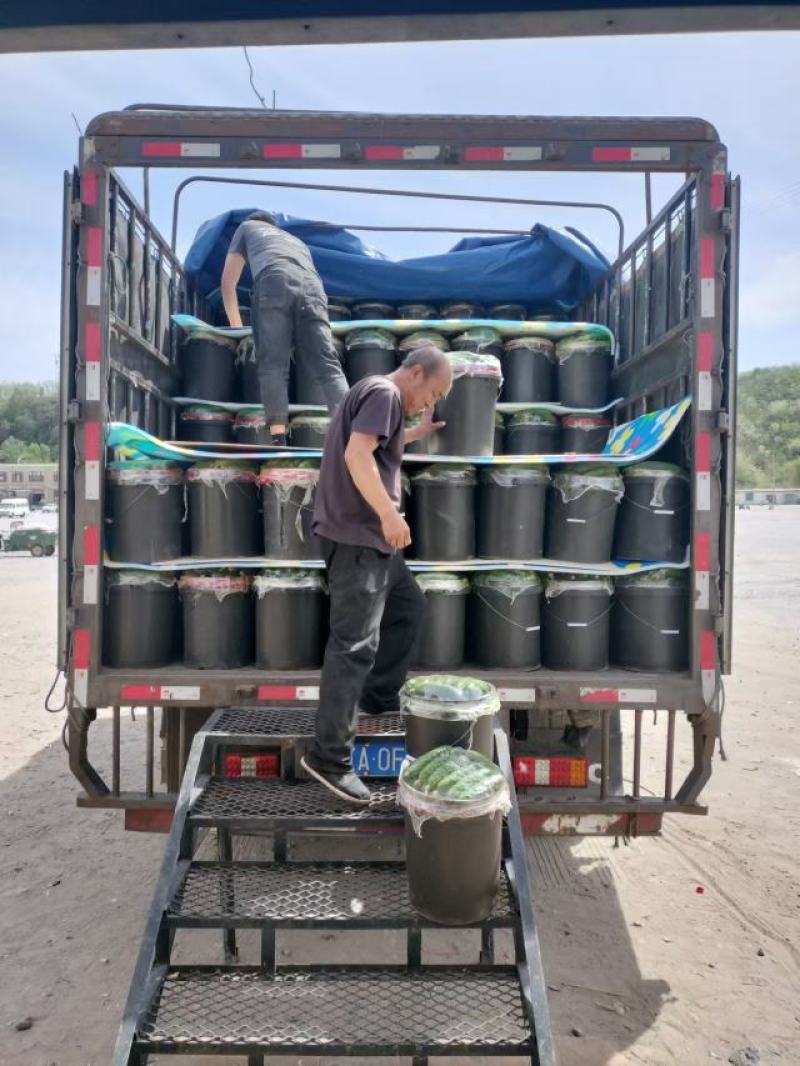 你好老板，我是葫芦岛绥中旱黄瓜产地代办，我叫姚萍，我这里