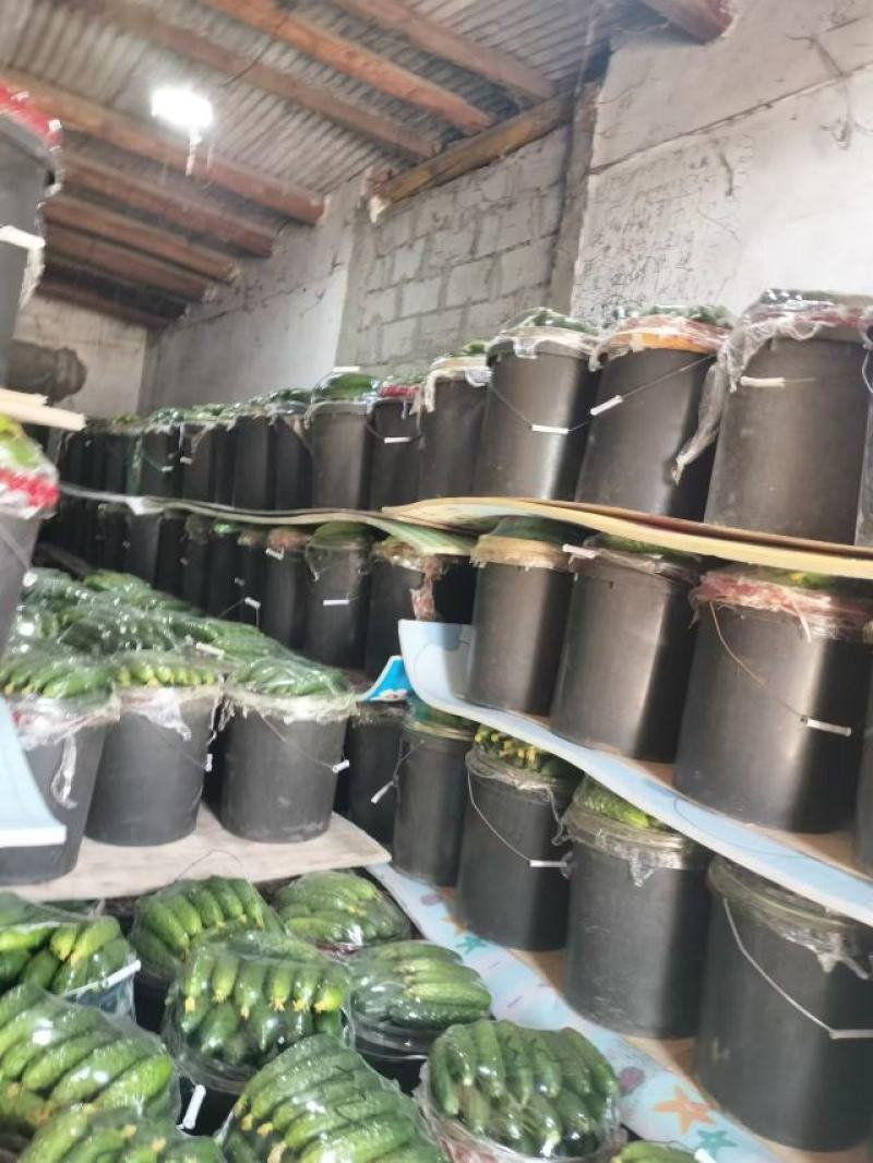 你好老板，我是葫芦岛绥中旱黄瓜产地代办，我叫姚萍，我这里