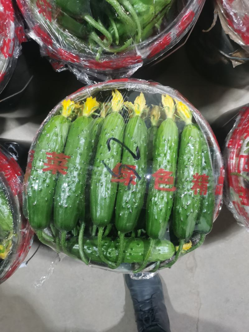 你好老板，我是葫芦岛绥中旱黄瓜产地代办，我叫姚萍，我这里